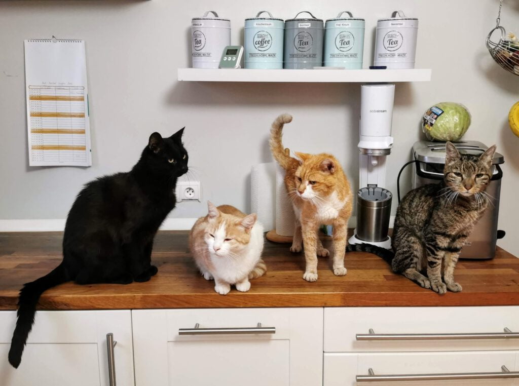 Cats on a counter